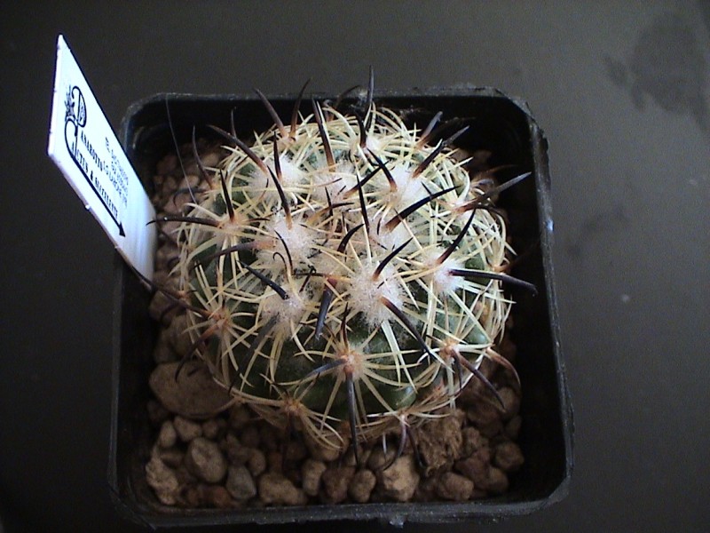 Coryphantha pallida 