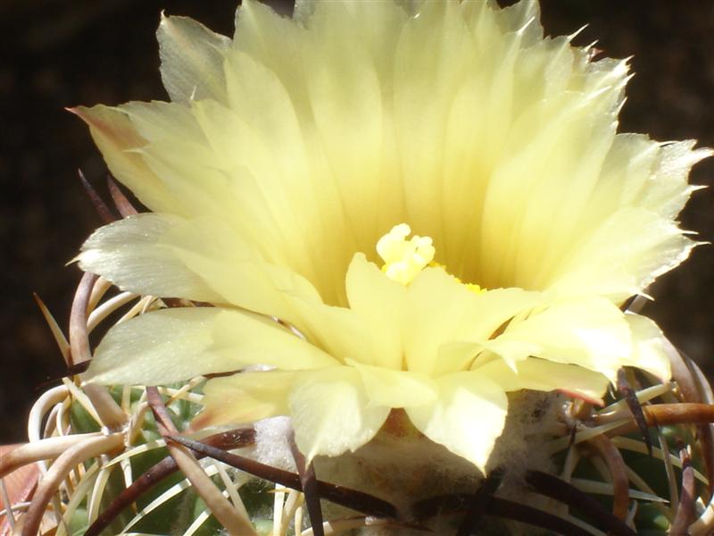 Coryphantha tripugionacantha 