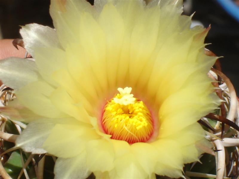 Coryphantha tripugionacantha 