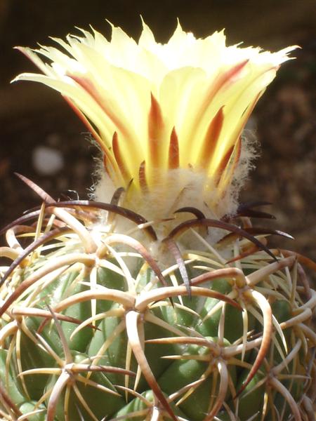 Coryphantha tripugionacantha 