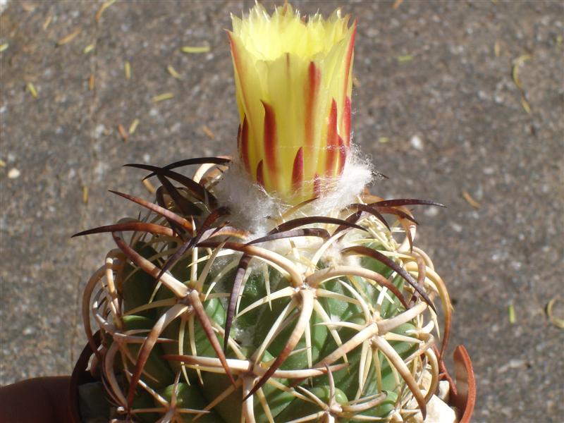 Coryphantha tripugionacantha 