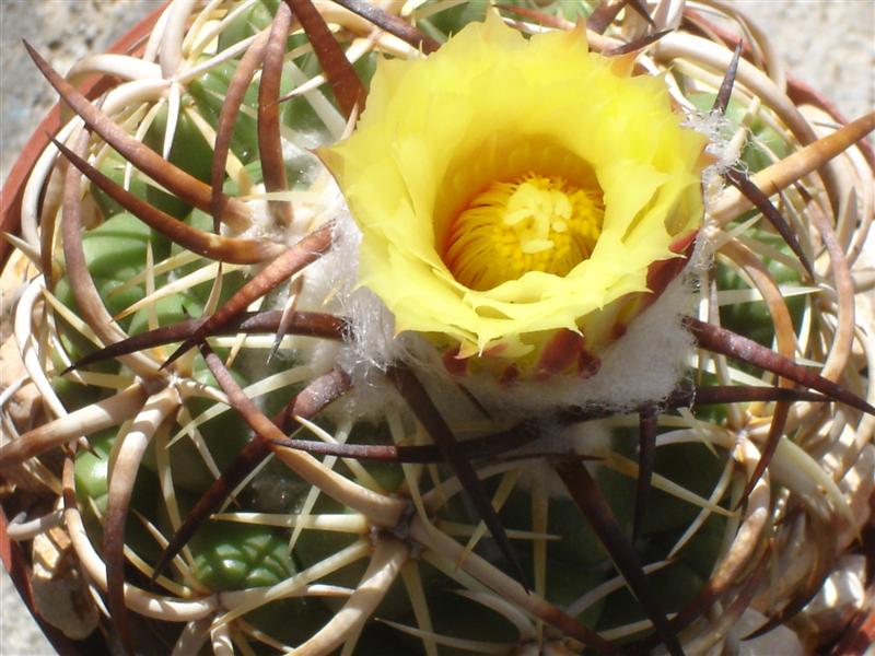 Coryphantha tripugionacantha 