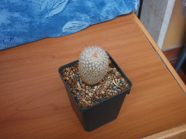 Coryphantha werdermannii 