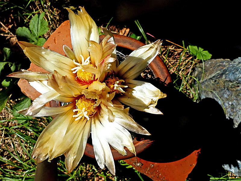 coryphantha reduncuspina