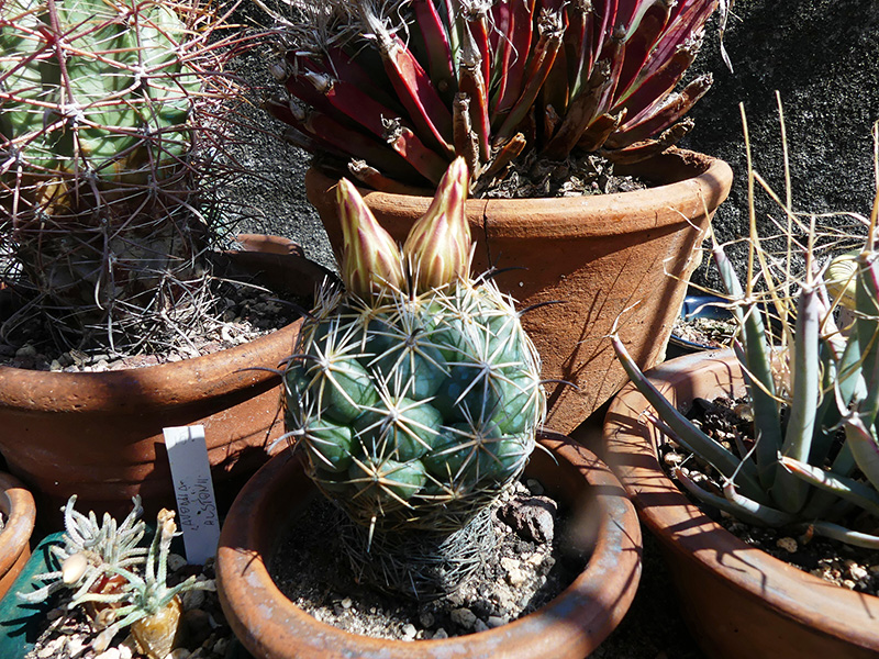 Coryphantha reduncispina 