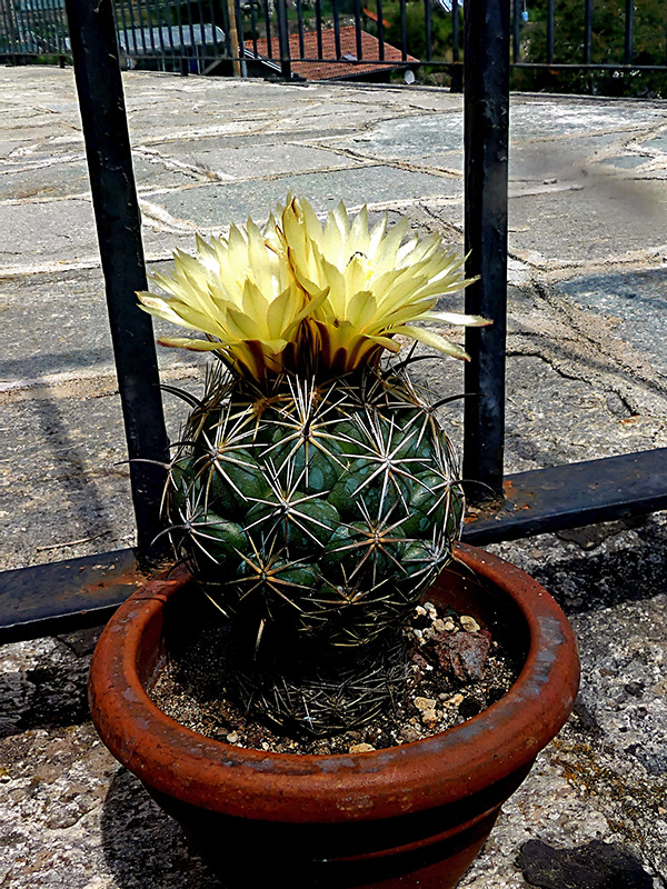 Coryphantha reduncispina 