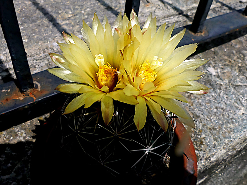 Coryphantha reduncispina 