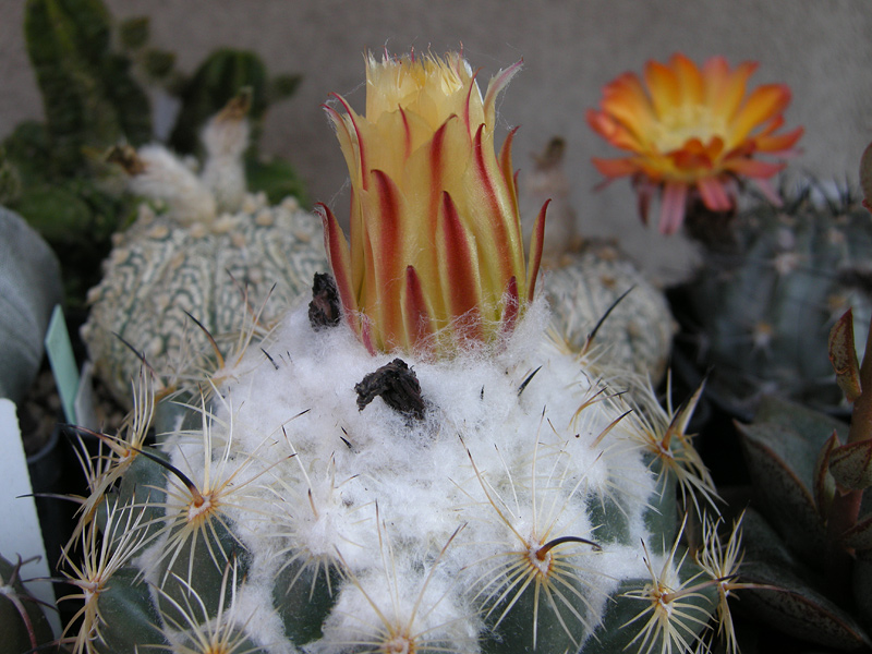 Coryphantha sp. 