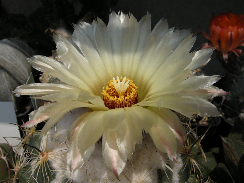 Coryphantha sp. 