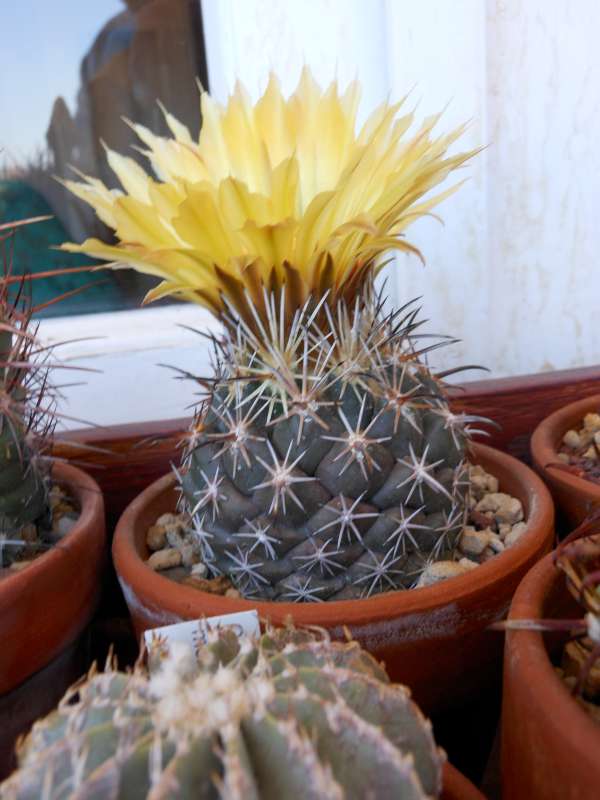 Coryphantha borwigii 