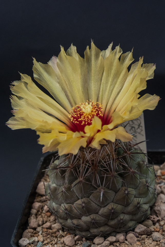 Coryphantha borwigii 