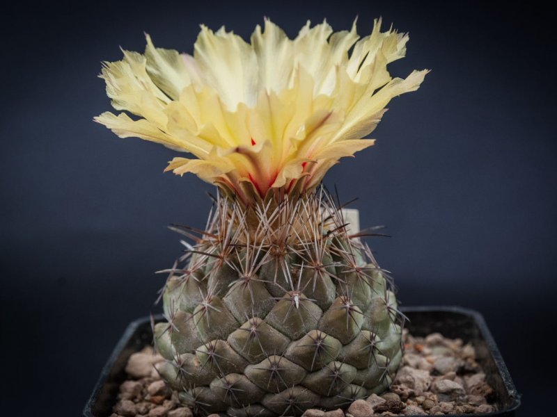 Coryphantha borwigii 