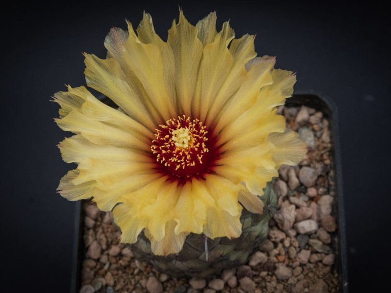 Coryphantha borwigii 