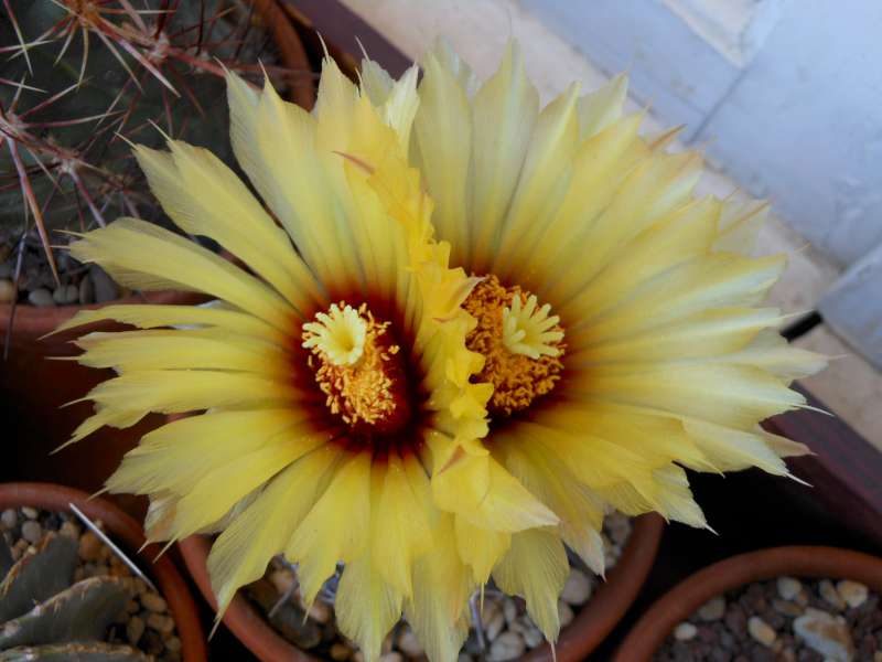 Coryphantha borwigii 