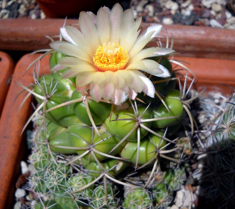 Coryphantha bumamma 