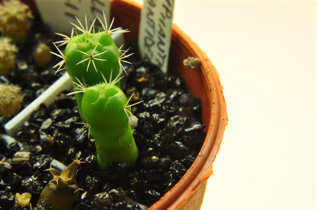 coryphantha elephantidens