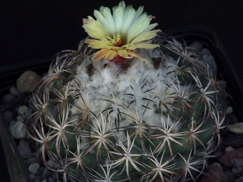 Coryphantha elephantidens 