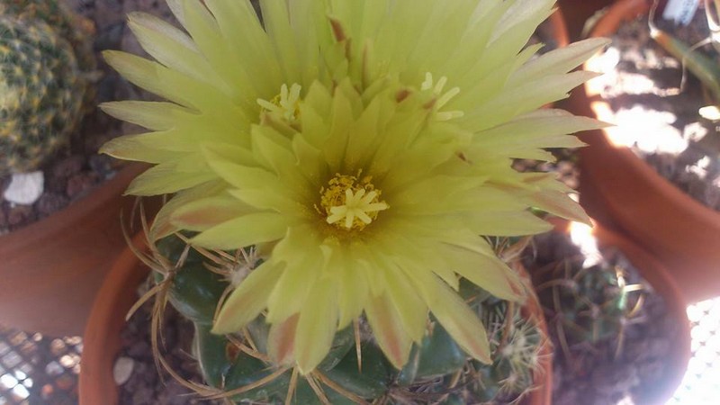 Coryphantha elephantidens ssp. bumamma 