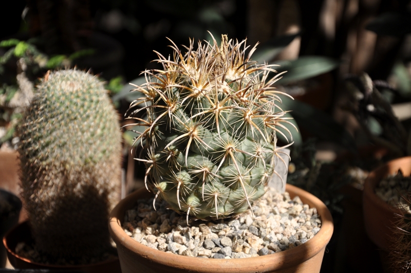 Coryphantha kracikii KMR 395