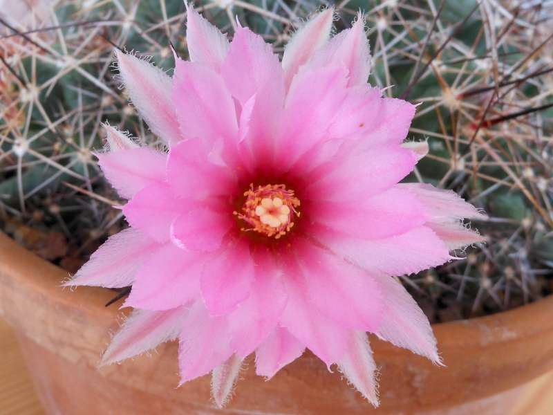 Coryphantha macromeris v. runyonii 