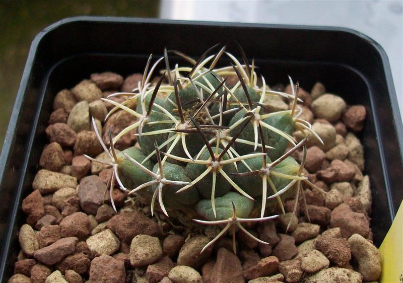 Coryphantha maiz-tablasensis 