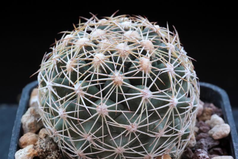 Coryphantha obscura SB 714