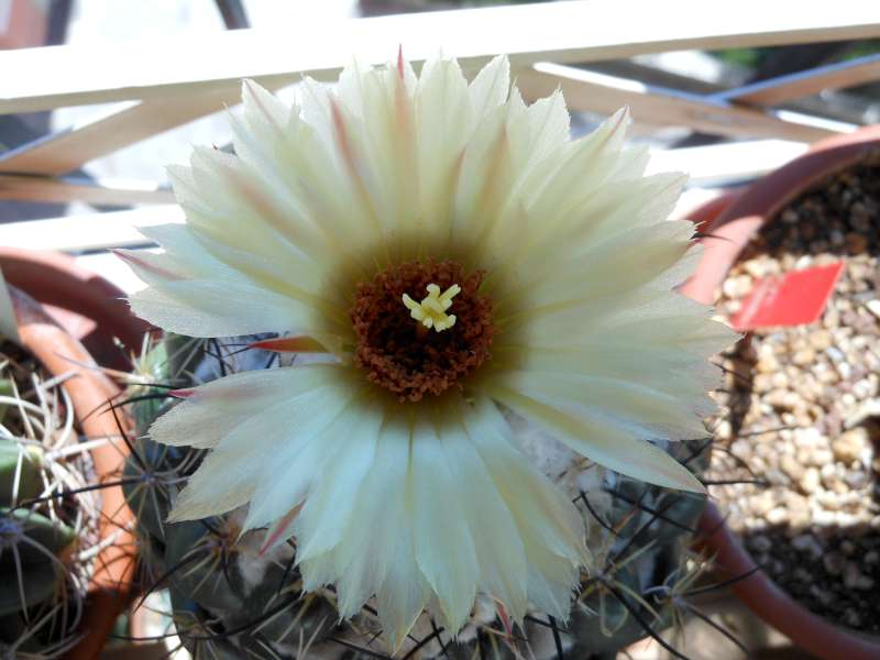 Coryphantha pallida 