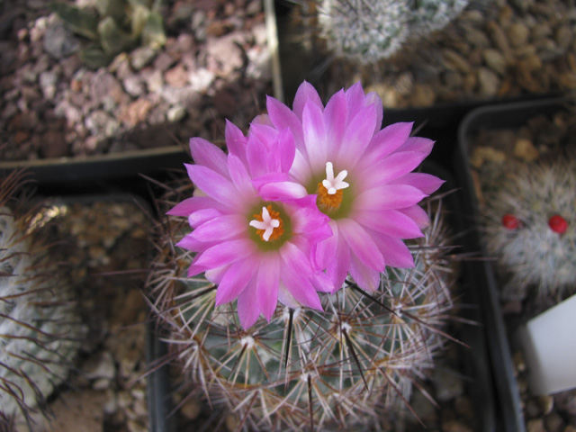 Coryphantha pseudoechinus 