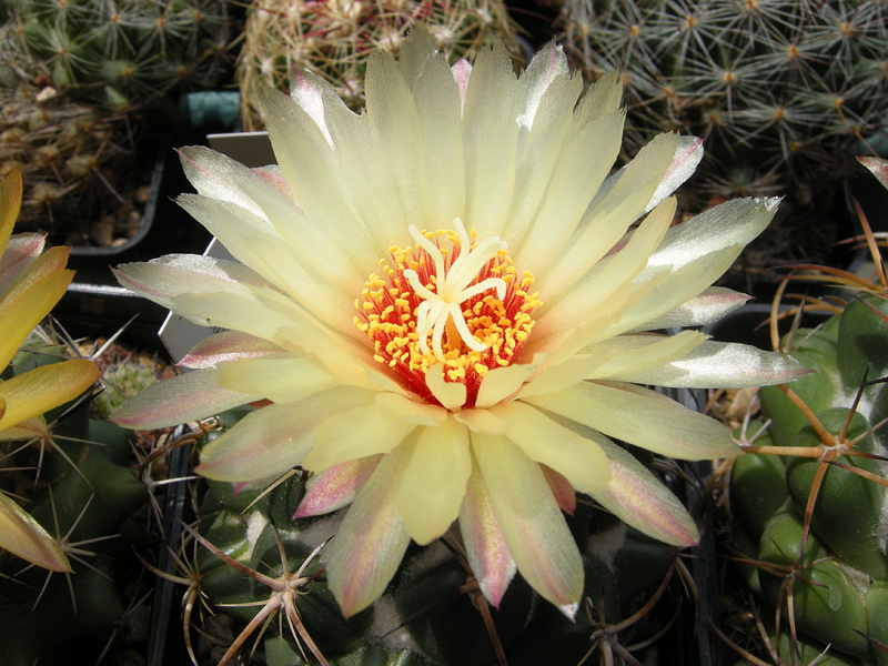 coryphantha salm-dyckiana