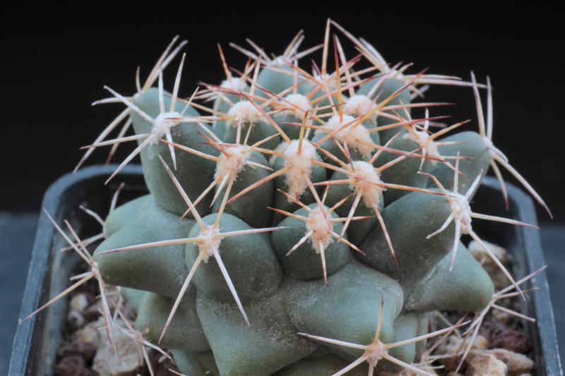 Coryphantha scheeri v. valida SB138