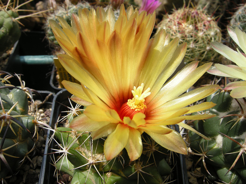 Coryphantha sulcata SB 486