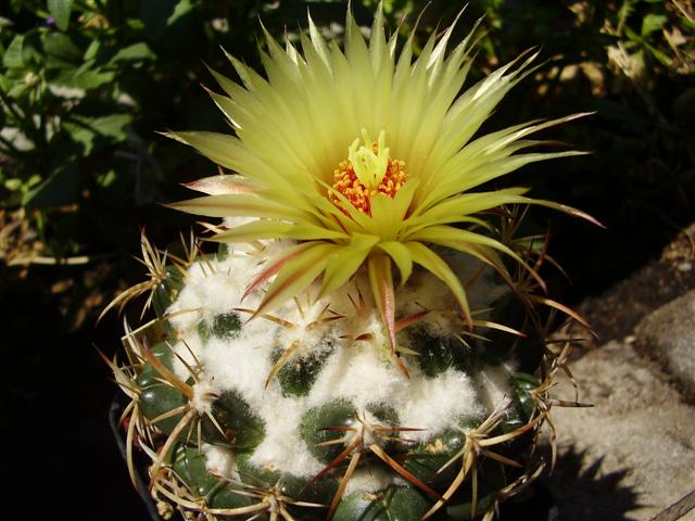 Coryphantha sulcolanata 