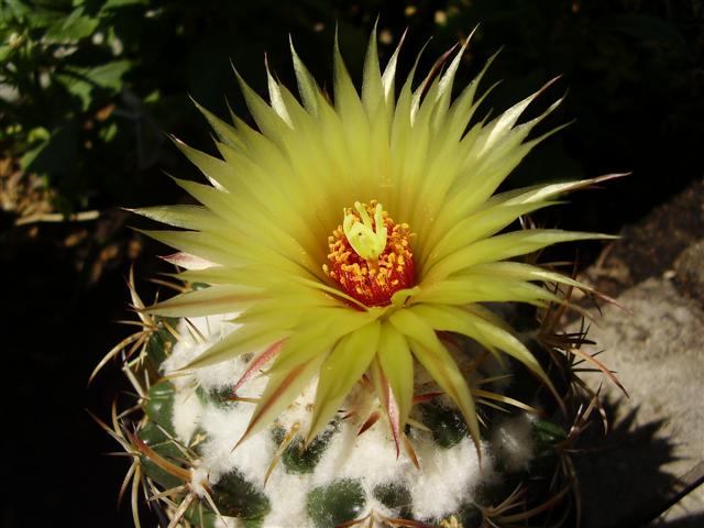 Coryphantha sulcolanata 