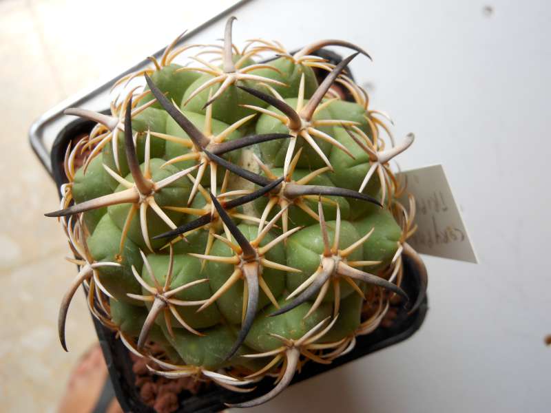 Coryphantha tripugionacantha 