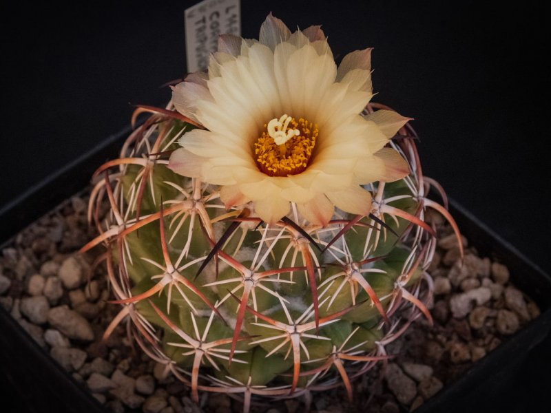 Coryphantha tripugionacantha L 1464