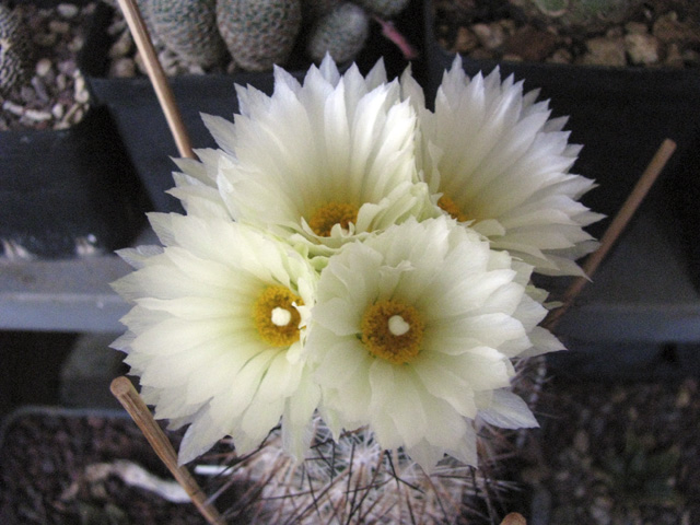 Coryphantha werdermannii 