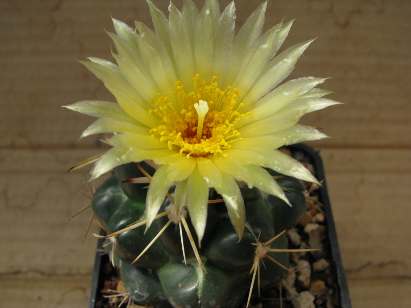 Coryphantha bumamma 