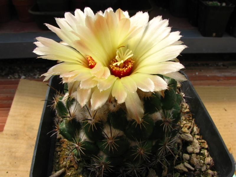 Coryphantha scolymoides 