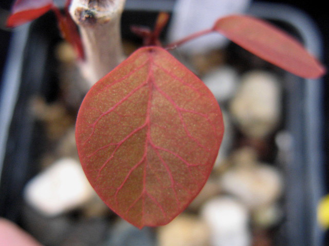 Euphorbia cotinifolia 