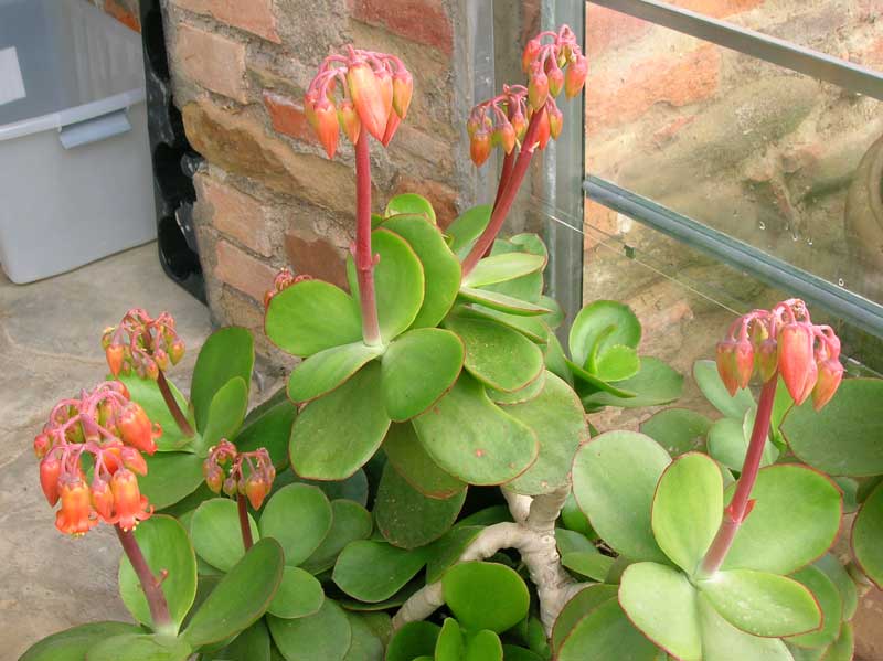 Cotyledon macrantha 