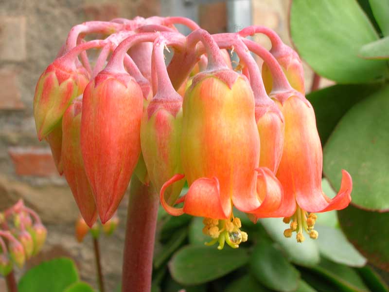 Cotyledon macrantha 