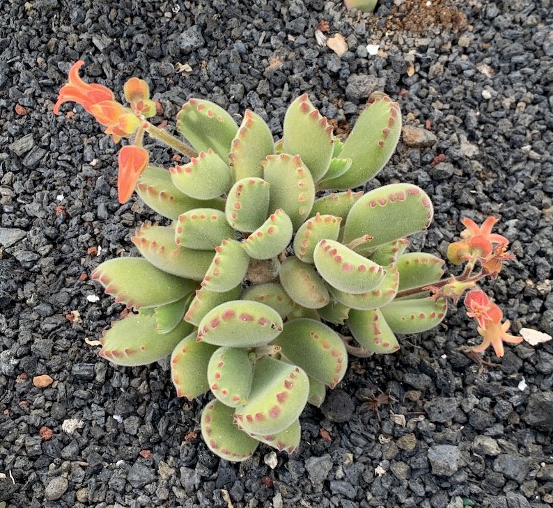 Cotyledon ladysmithiensis 