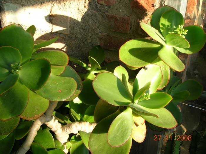 Cotyledon macrantha 