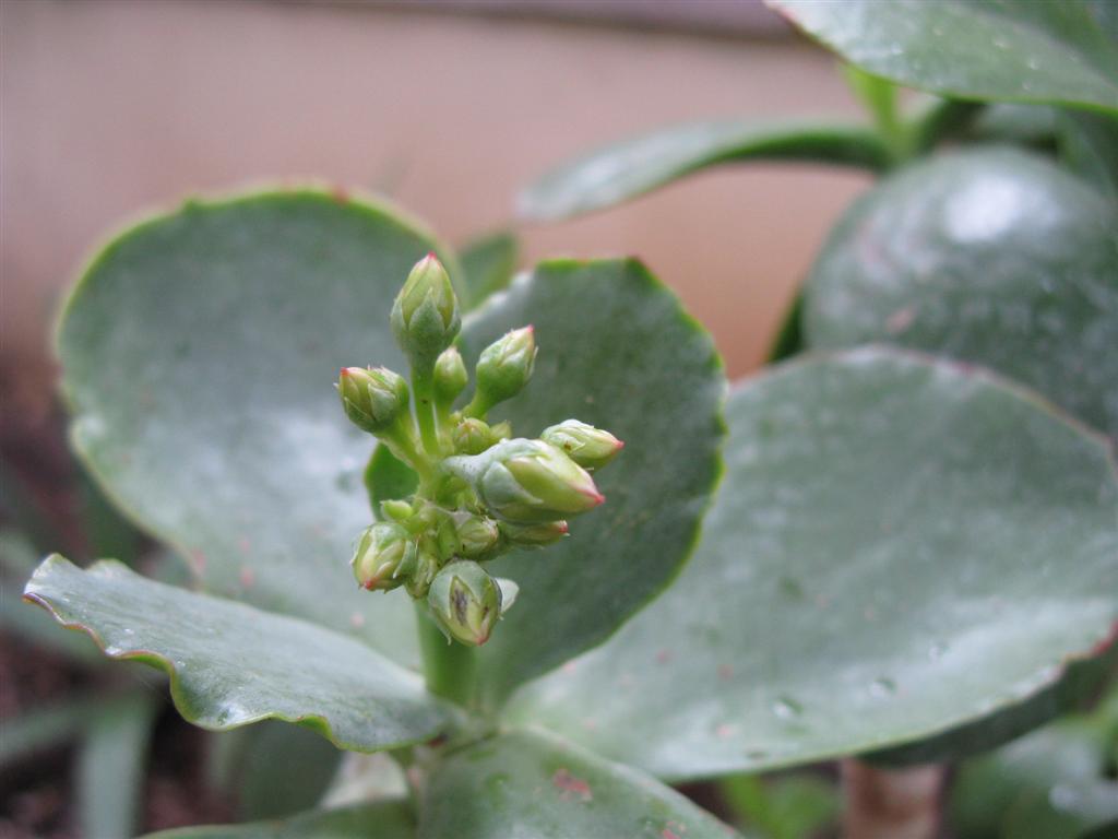 Cotyledon macrantha 