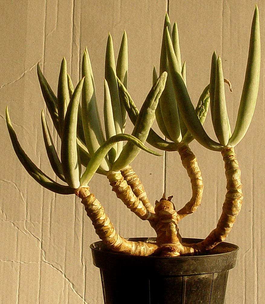 Cotyledon orbiculata cv. Finger Hands 