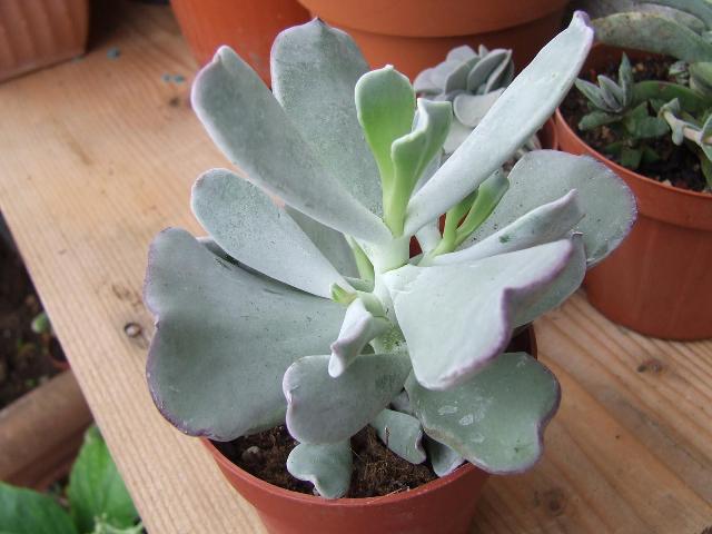 Cotyledone orbiculata v. ondulata 