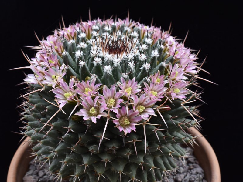 Mammillaria carnea 