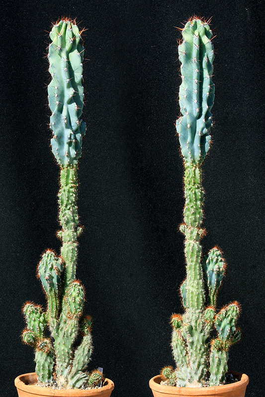 Cereus peruvianus v. monstruosus 