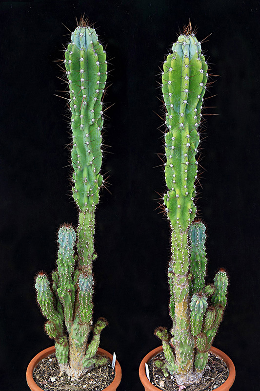 Cereus peruvianus v. monstruosus 