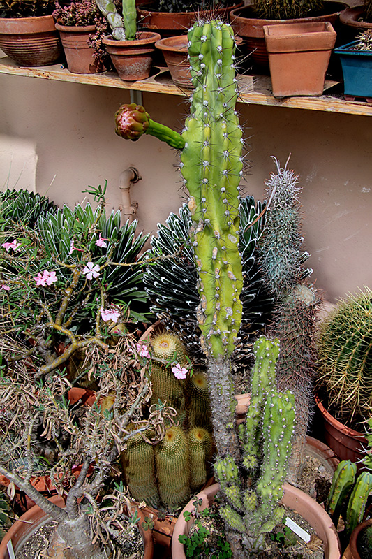 Cereus peruvianus v. monstruosus 